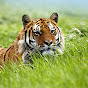 Protect Animal