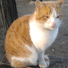 Кошки