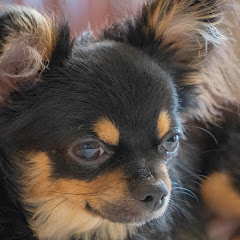 shigeo おしげ