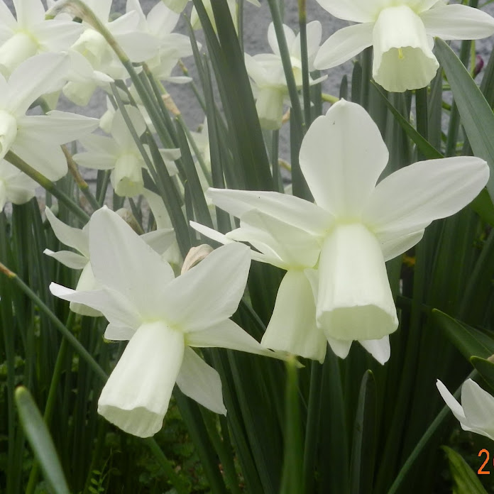 Top- Girls1 Net Worth & Earnings (2026)