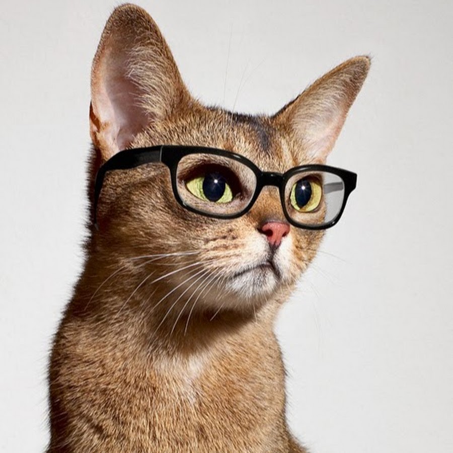 Картинки кот в очках