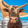 What could Touros de Rodeio buy with $1 million?