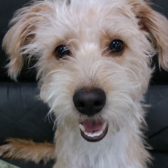 アポロと愉快な仲間たち