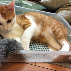 ただの猫