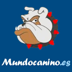 Mundo Canino - Venta de Perros - Comprar Accesorios YouTube Channel  Statistics & Online Video Analysis | Vidooly