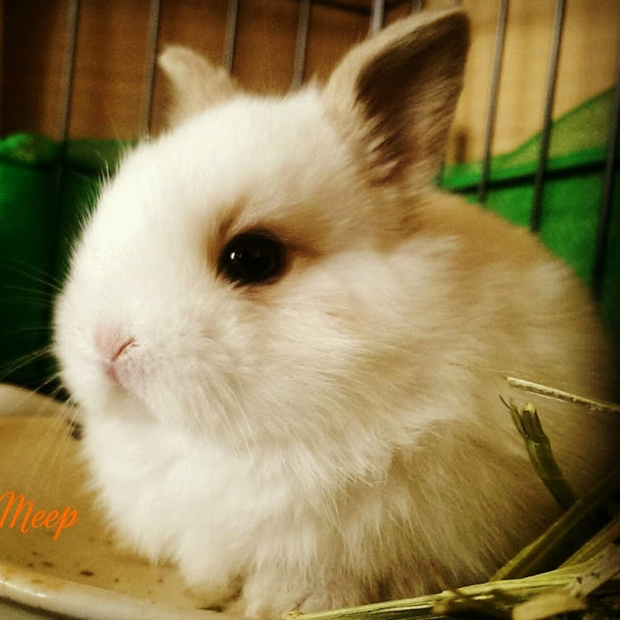 貓鼠 Net Worth & Earnings (2026)