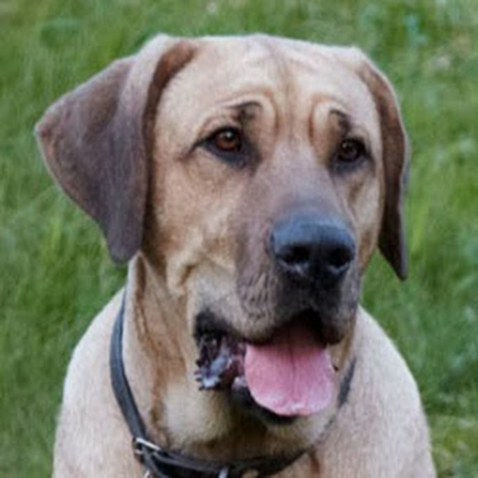 Kristian Septimius Krogh Net Worth & Earnings (2026)