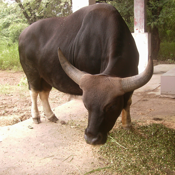 PC Gaming & Sports Net Worth & Earnings (2026)