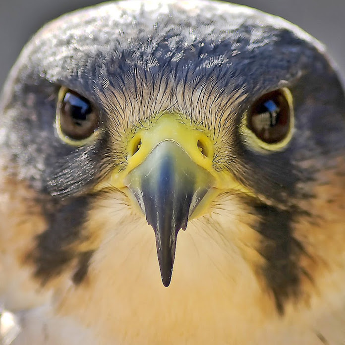 Wanderfalke Net Worth & Earnings (2026)