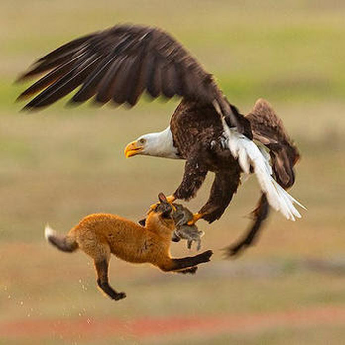 Wildlife Legend Net Worth & Earnings (2026)