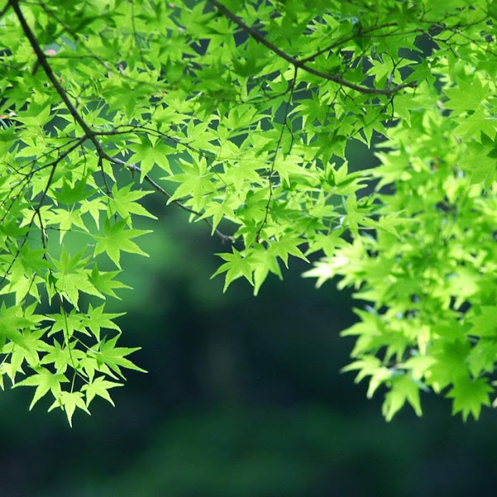 googoo888 Net Worth & Earnings (2026)