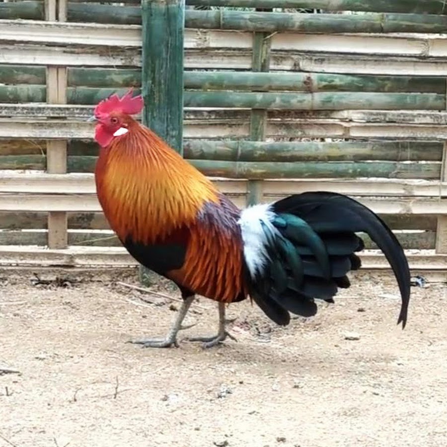 Ayam Hutan Merah 