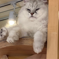 夢の中実況アカウント