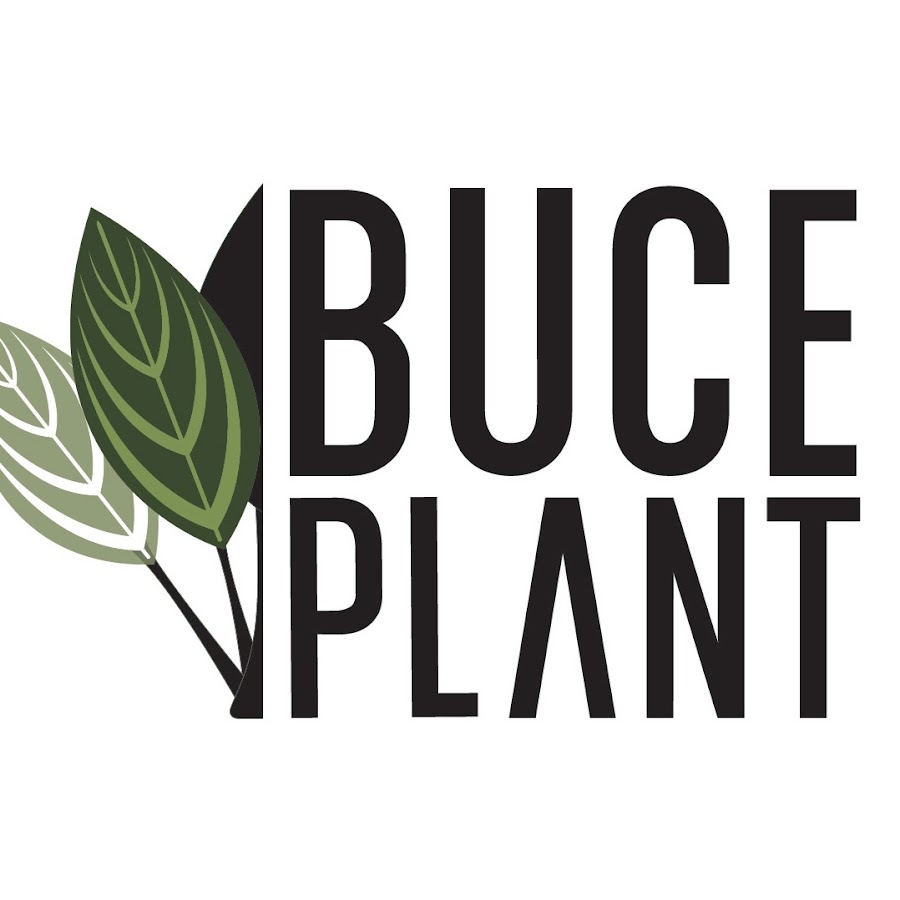 Buce Plant Coupons and Promo Code