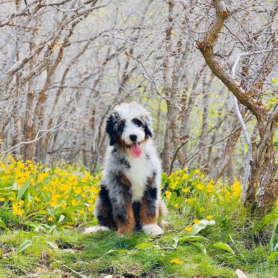 Cottonwood Creek Doodles YouTube