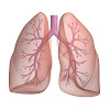 Lungs