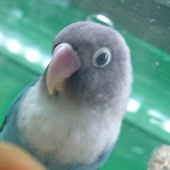 ゆずれもん