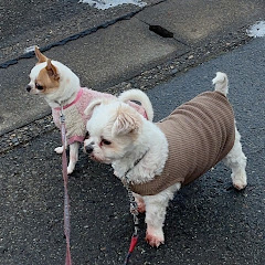 りゅうちゃりゅう