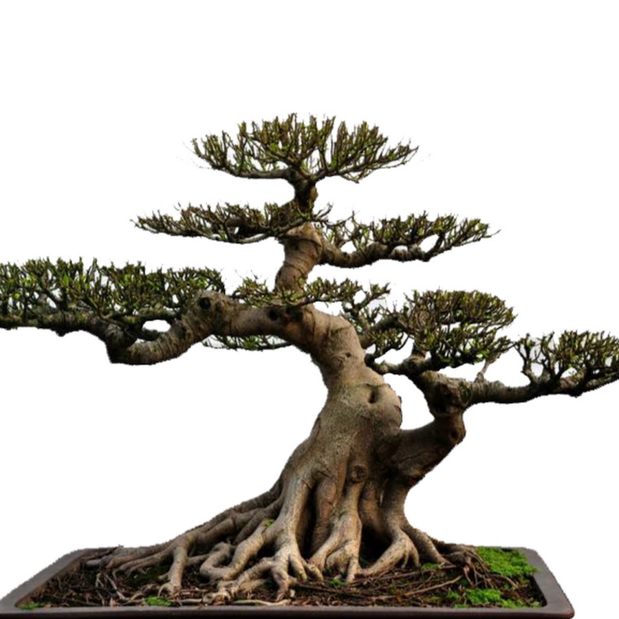 Bonsai Vietnam YouTube