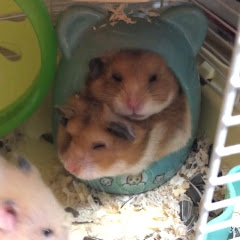 はるつるチャンネル