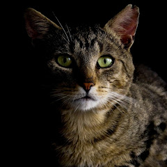 つゆだく猫
