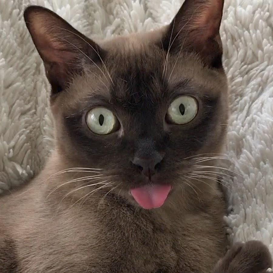 Cute Burmese Cat 