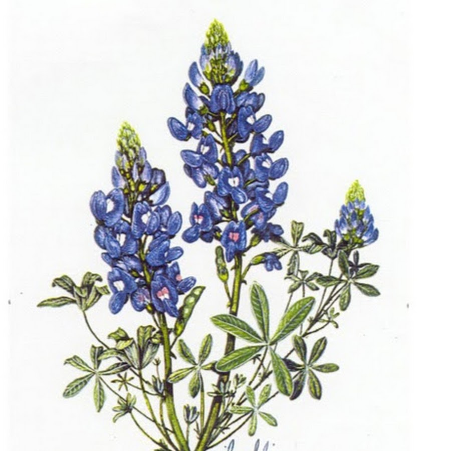 Native Plant Society of Texas YouTube