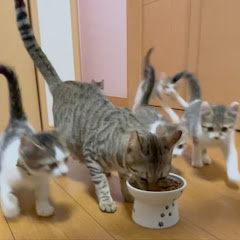 たまきっチャンネル