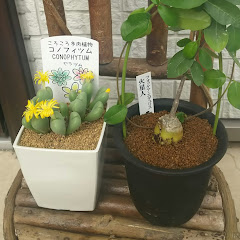 ポケモン好き。