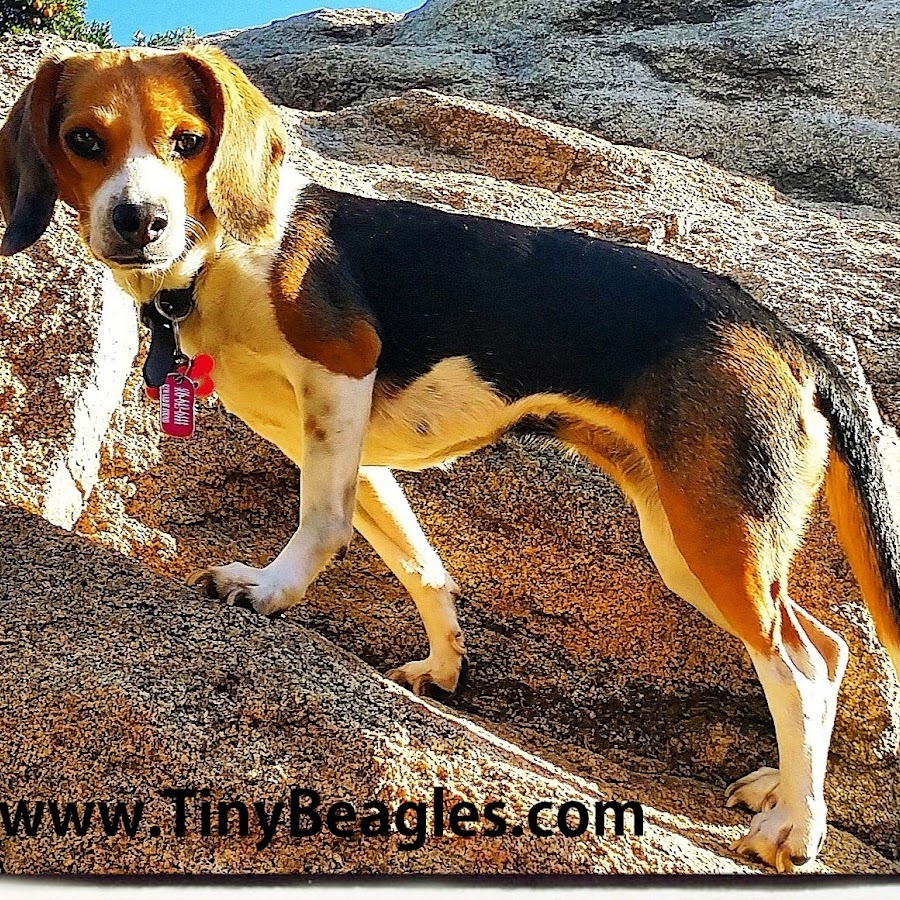 Miniature Beagles YouTube