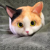 What could Happy Cats buy with $100 thousand?