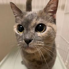 パンダとシロクマのゲームチャンネル