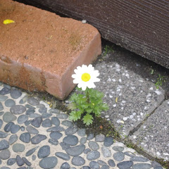 ふじぞの