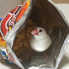 ぶんぶんチャンネル