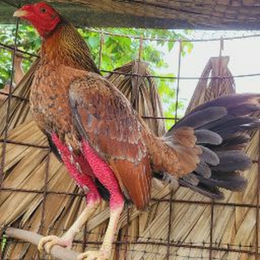 Janor Duarte YouTube