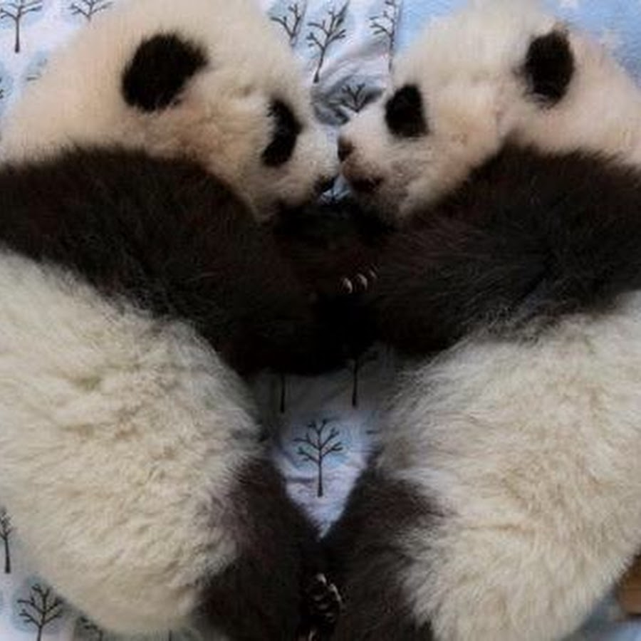Милашка обожает панду