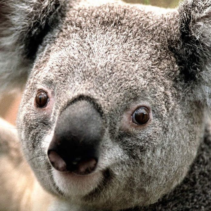 GutsuFan Net Worth & Earnings (2026)