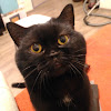 Nafanya The Cat
