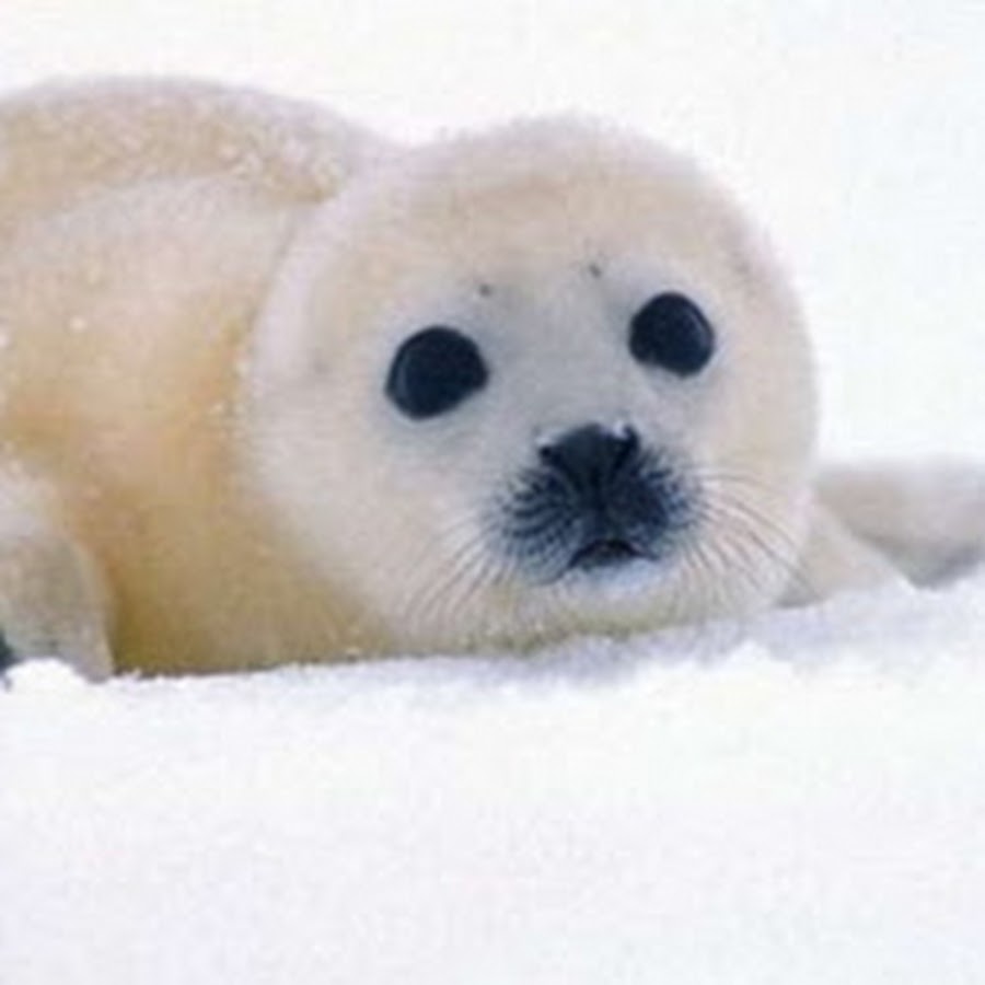 AN66SAy-ydcTlkt53C2Pto-fJBdAKYneHuPNNUcsnw=s900-mo-c-c0xffffffff-rj-k-no