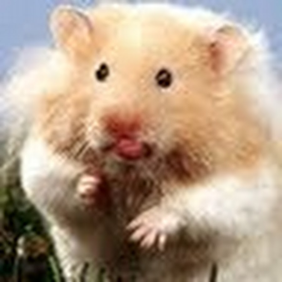 марк ли - YouTube