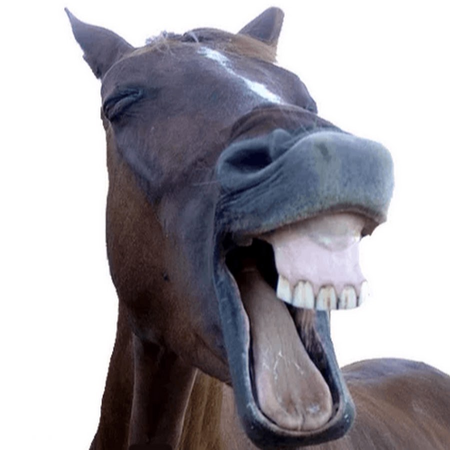 Лошадь смеется. Лошадь смеется. Ржу как конь. Лошадиная улыбка. Выше ржу.