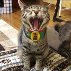 うちの子4にゃんず