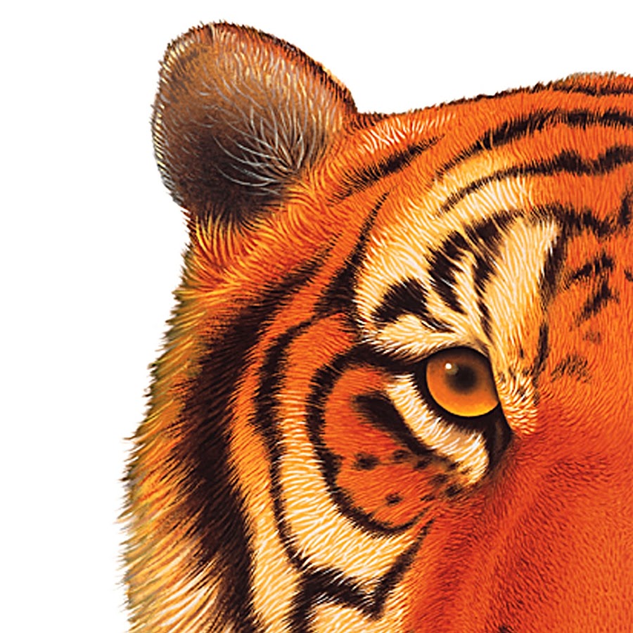 Tigersecu Hd Viewer Download For Pc