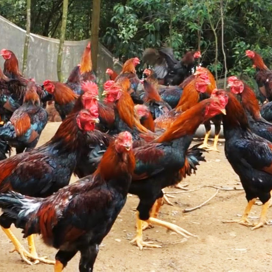 Cara Beternak Ayam 