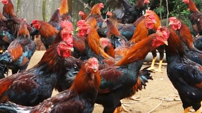 Cara Beternak Ayam Pelipin