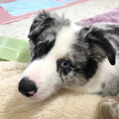 寿くんチャンネル