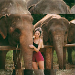 Chai Lai Orchid What To Bring - Chai lai orchid #chiangmai #thailand #elephants ... - We stayed at the chai lai orchid because they advertise access to a sustainable elephant camp.