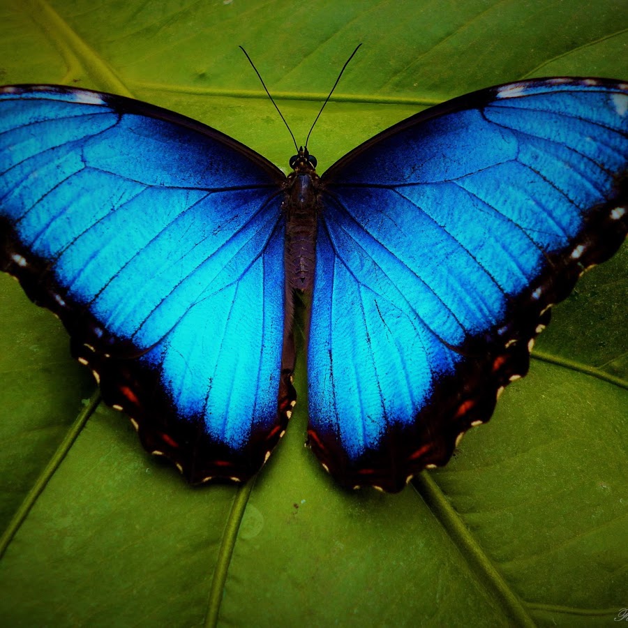 bluebutterfly lunaticfringe - YouTube