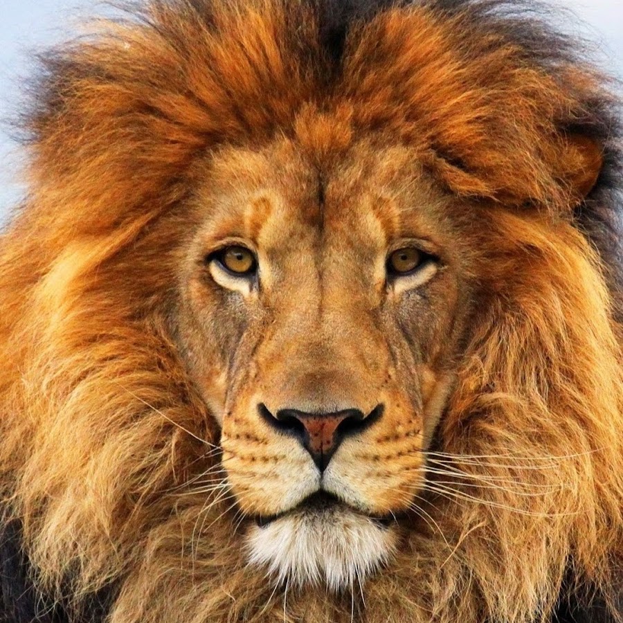 Africa Wild Animals YouTube