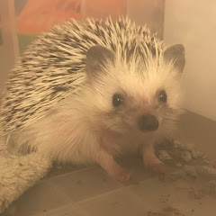 トロトロキャン